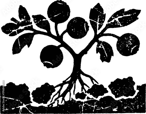 Black silhouette illustration of a fruit bearing plant with roots in soil