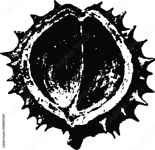 Detailed illustration of a horse chestnut seed pod with spiky outer shell and smooth inner nut