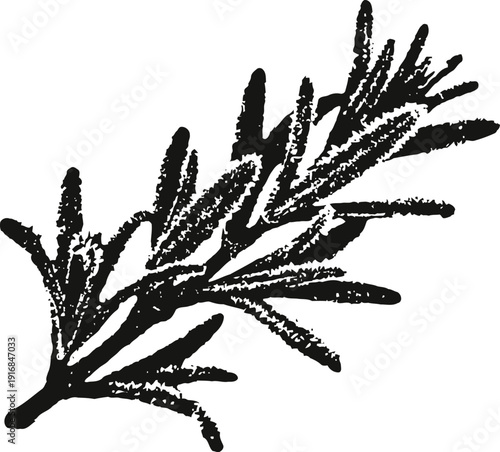 black and white illustration of a rosemary herb sprig with needle like leaves and textured details