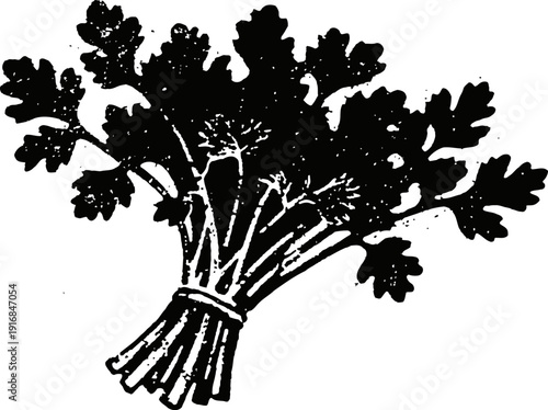 Bundle of fresh parsley bunch with detailed leaves and stems herbal seasoning for cooking and garnishing dishes