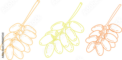 Three bunches of dates in orange and yellow outline