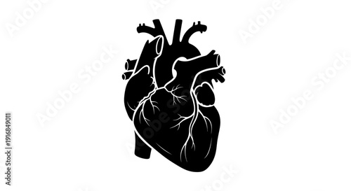 Detailed black silhouette illustration of a human heart, showcasing intricate anatomical features with precise outlines, ideal for medical, health, and educational designs