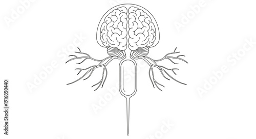 Detailed anatomical illustration of the human brain and central nervous system, showcasing complex neural structures and intricate pathways
