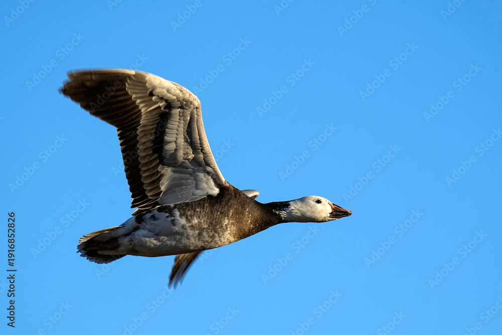 Obraz premium Snow goose - New Mexico