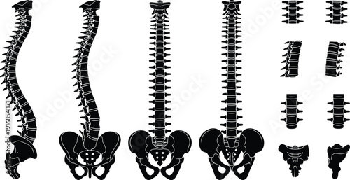 Human spine silhouette collection featuring vertebral column anatomy with pelvis from multiple views including lateral posterior and anterior for medical education