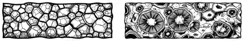Set of horizontal textures showing stones and organic cellular patterns in engraving style