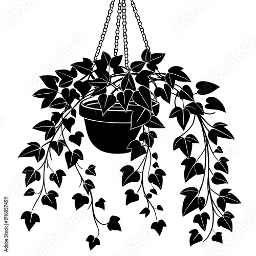 Elegant silhouette of a full hanging ivy plant in a pot, with numerous long, trailing vines.