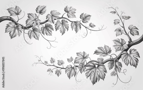 Elegant black and white illustration of vine branches with leaves.