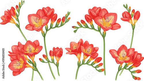 Hand drawn illustration of beautiful orange freesia flowers and spring buds isolated on white background for botanical wedding invitations