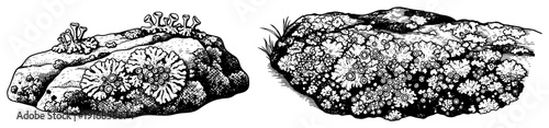 Detailed vintage engraving of mossy rocks and lichen covered stones in black and white