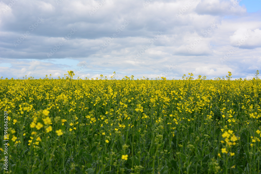 Fototapeta premium a front view of Vast Yellow rapeseed Field Under a Cloudy Sky
