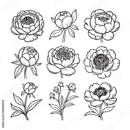 Set of outline peony flower illustrations, showcasing various stages from buds to fully bloomed flowers, perfect for botanical designs