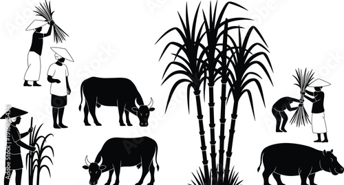 Black and white of farmers harvesting crops with water buffaloes in a rural setting