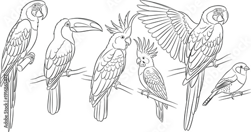 WebVector illustration of exotic bird silhouettes perched on branches in black artistic design, showcasing parrot, toucan, cockatoo, finch, concept for wildlife, nature, decorative projects