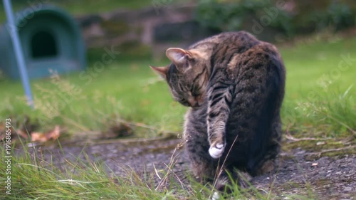 Tabby pet cat exploring garden 