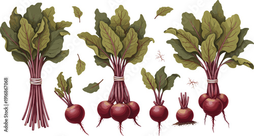 Fresh Beetroot Bundles with Leaves and Whole Root Vegetables Farm Harvest Vector Illustration Set for Organic Food Market and Healthy Nutrition Design.