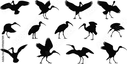 Black ibis bird silhouette set in different poses, flying and standing wild wading birds, tropical wildlife collection icons isolated on white background.