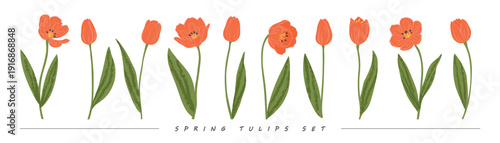 Set of red tulips with green leaves in artistic flat style with trendy grainy texture for spring floral decor, isolated on white background, vector illustration