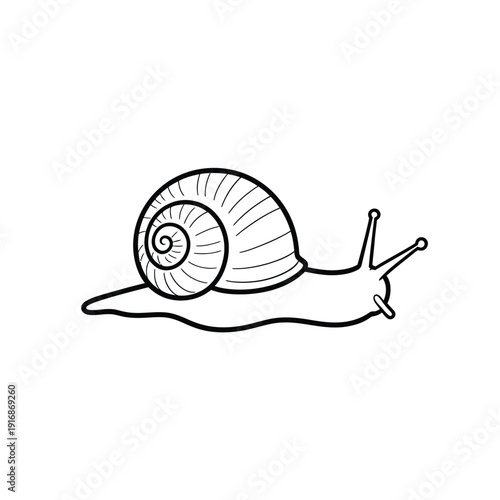 Simple line drawing of a snail with a detailed spiral shell
