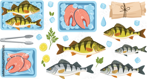 Fresh Perch Fish and Fillet Vector Set with Ice Packaging Lemon and Parsley for Seafood Market Food Design