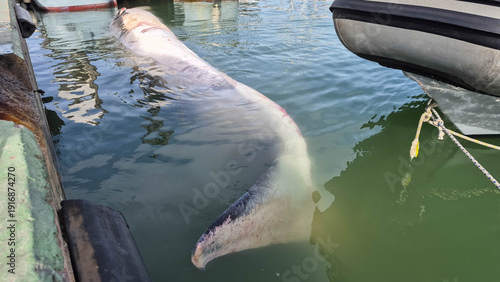 A dead whale in the port. A dead young fin whale (Balaenoptera physalus)
