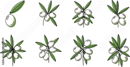 Set of hand drawn olive branch icons with green olives and leaves isolated on white background for Mediterranean food, oil, and nature.