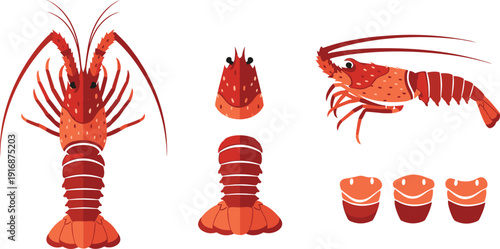 Lobster Seafood Vector Set with Whole Cooked Tail Claws and Meat Portions for Gourmet Restaurant Menu Food Design
