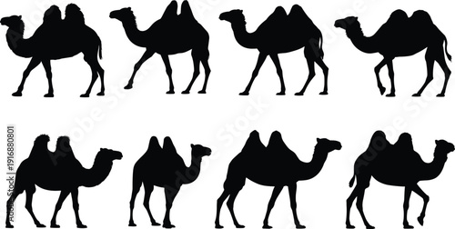 Camel silhouette icons with diverse walking poses and desert animal theme for wildlife design - black vector illustration set