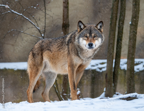 European wolf Canis Lupus in natural habitat. Wild life. Timber wolf in snowy winter forest

