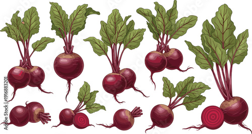 Beetroot Vector Set with Whole Cut and Leafy Fresh Garden Beet Vegetables for Organic Healthy Food Agriculture Design