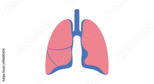 Human lungs illustration, respiratory system, medical graphic