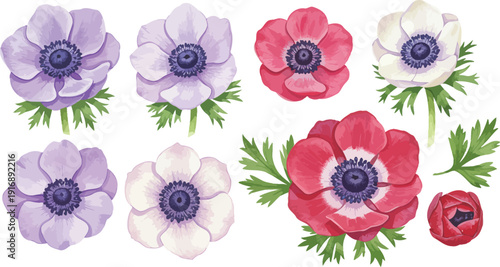 A collection of colorful anemone flowers in various shades and arrangements on white background