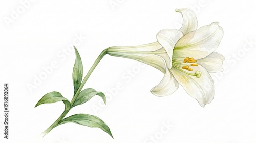 A delicate depiction of a beautiful Easter lily in full bloom