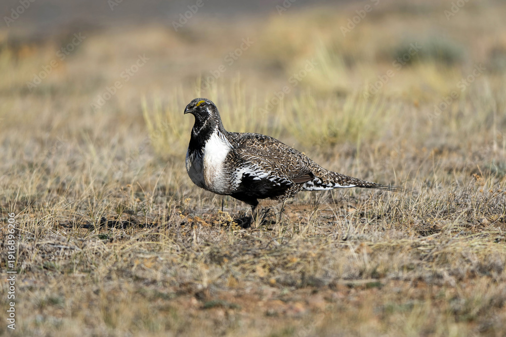 Obraz premium Greater Sage-grouse