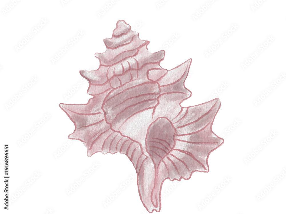 Fototapeta premium Watercolor illustration of a seashell.
