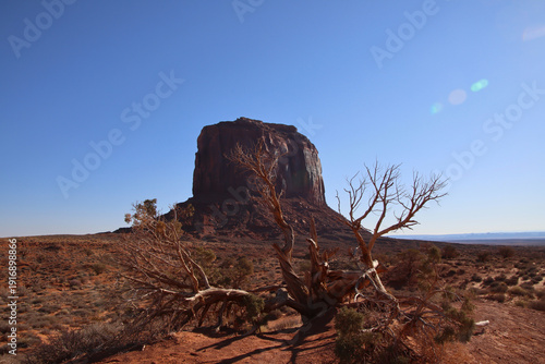 Merrick Butte with a dry desert tree in the foreground under clear morning light in Monument Valley, Arizona, USA.