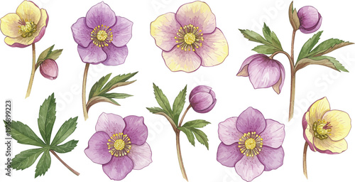 Beautiful watercolor illustration of purple and yellow flowers with green leaves on white background