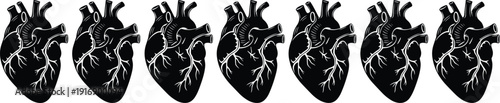 Black and white of human hearts with veins heart black and white anatomy medical cardiovascular
