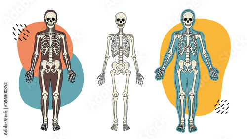 Educational scientific diagram showing three different views of the human skeleton with anatomical details on colorful abstract backgrounds.