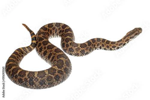 Eastern massasauga rattlesnake, Sistrurus catenatus, on white background