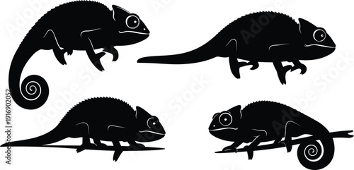 Four chameleons in different poses silhouette