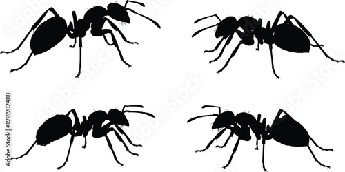Four black ants on white background