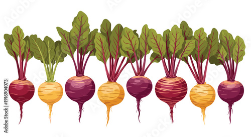 A row of freshly harvested beetroots displays yellow, purple, and striped varieties with green leaves on a white background.