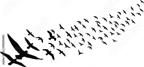 Solid silhouette vector large flock of birds flying, black avian silhouettes in sky, nature wildlife graphic for migratory animal theme.