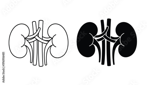 Detailed anatomical illustration of human kidney and urinary system in black and white