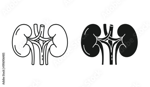 Kidney anatomy illustration with line and silhouette styles