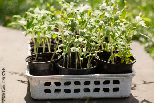 Tomato seedlings in pots ready for spring home gardening