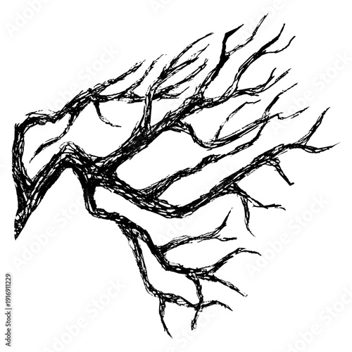 Tableau sur toile Twisted bare tree branches in black ink illustration isolated on white backgroun