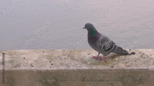 A lone pigeon standing on a concrete block with a blurred grey background turning head frequently from side to side.