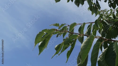 4K Tree Leaves Against a Clear Blue Sky in the Background